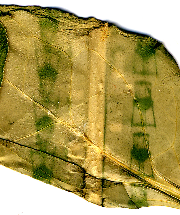 PhotosynthesisWaterTowerLeaf1